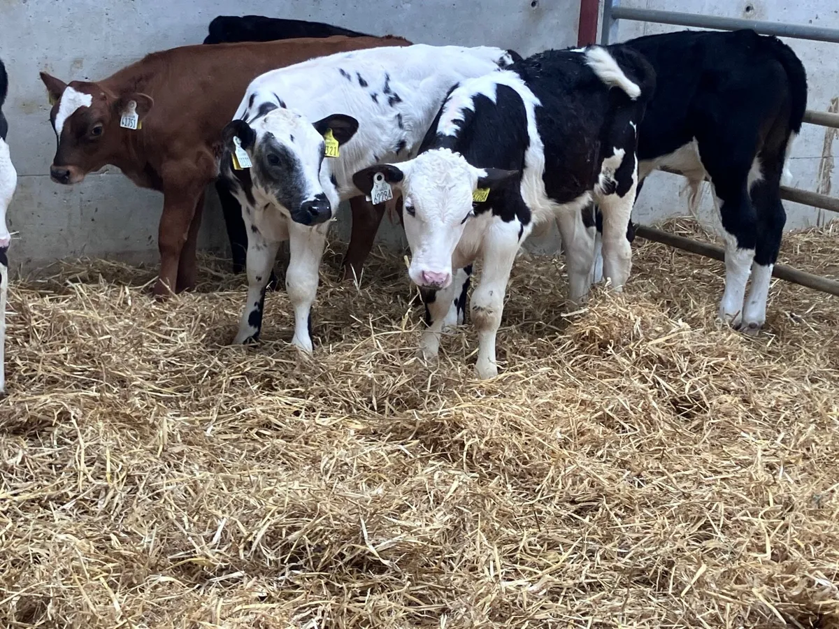 8  smashing reared bull calves for sale - Image 1