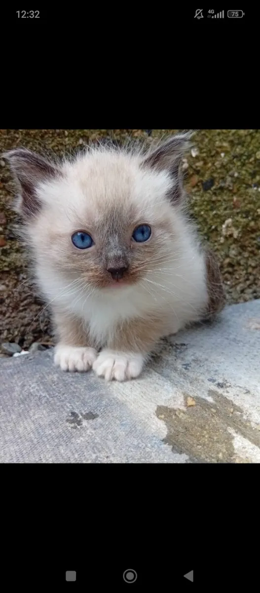 Purebred Ragdoll Kittens (2 boys) - Image 4