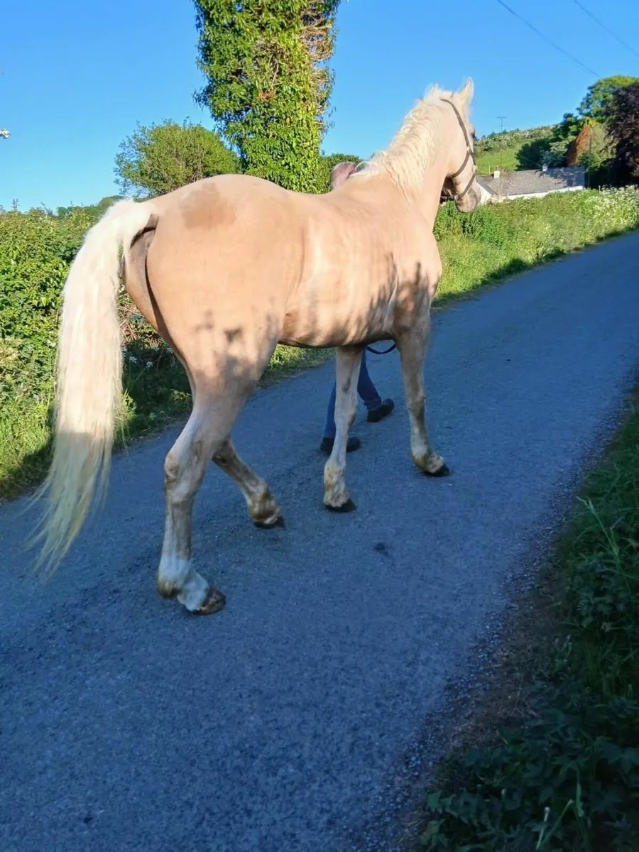 For Stud 16hh Palomino - Image 2