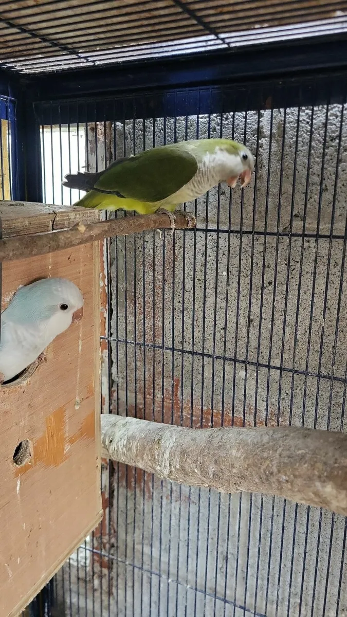 Quakers and kakarikis - Image 1