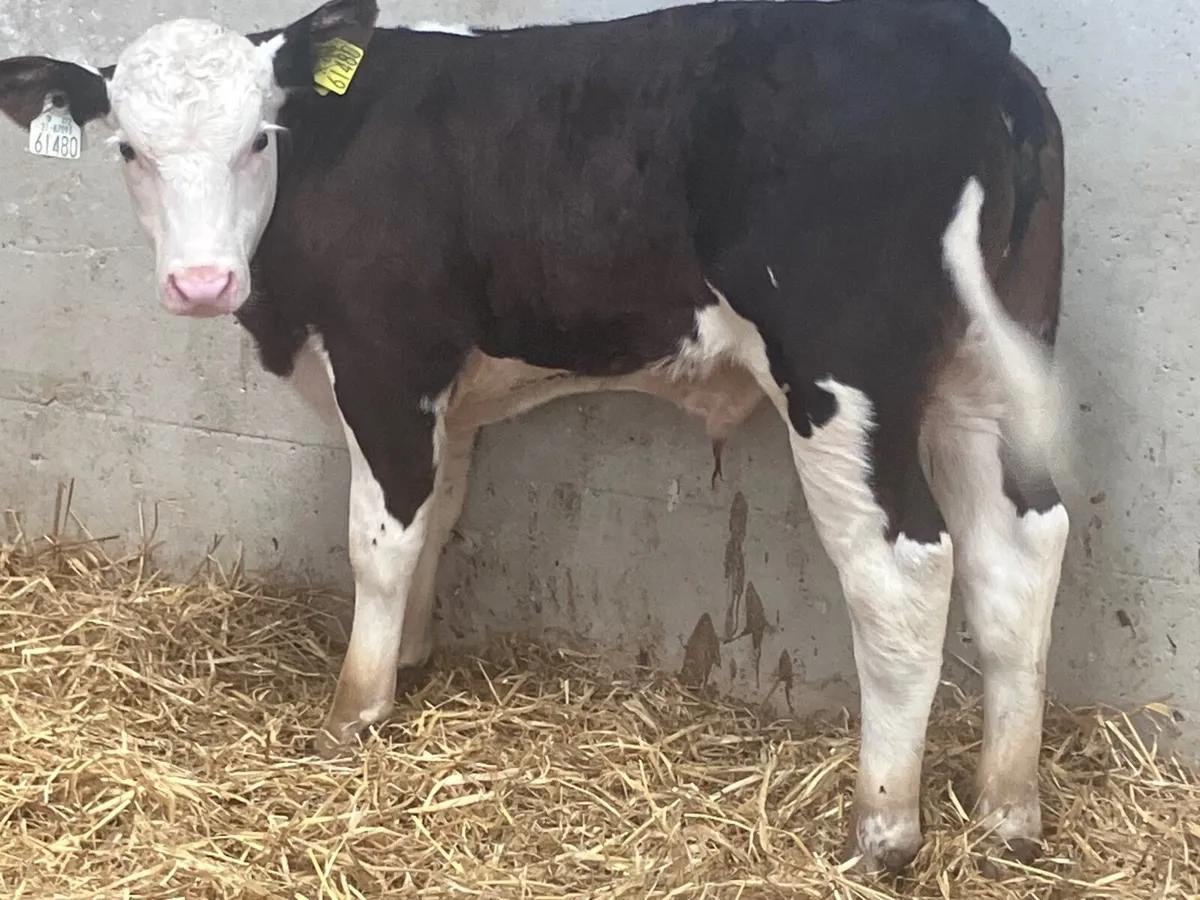 Outstanding Hereford bull calf for sale - Image 1