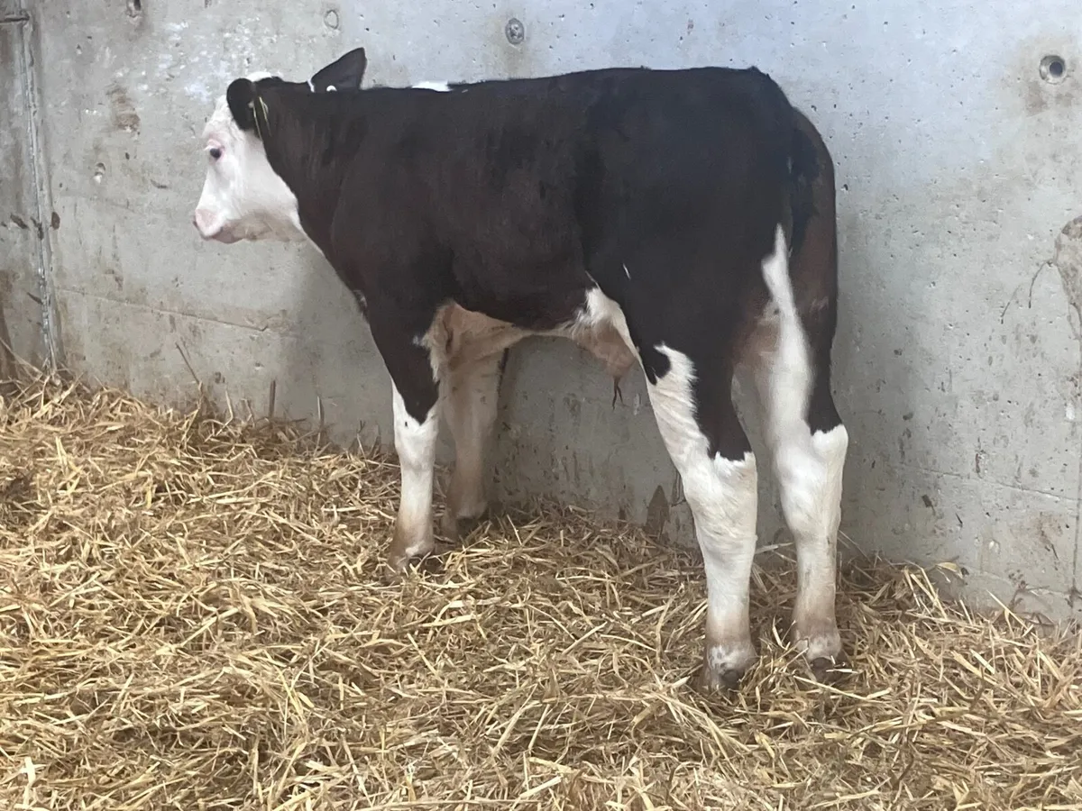 Outstanding Hereford bull calf for sale - Image 2