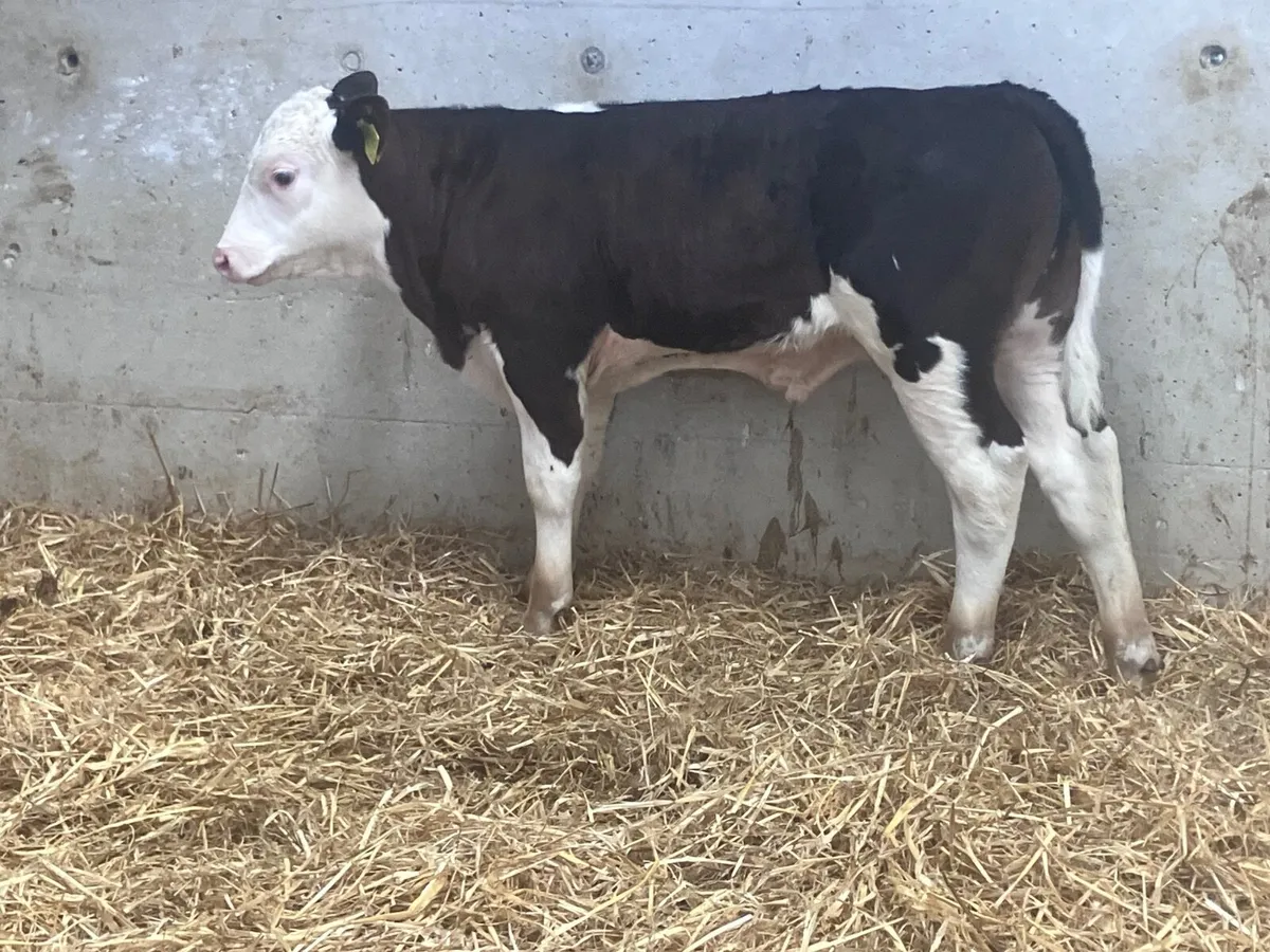Outstanding Hereford bull calf for sale - Image 3
