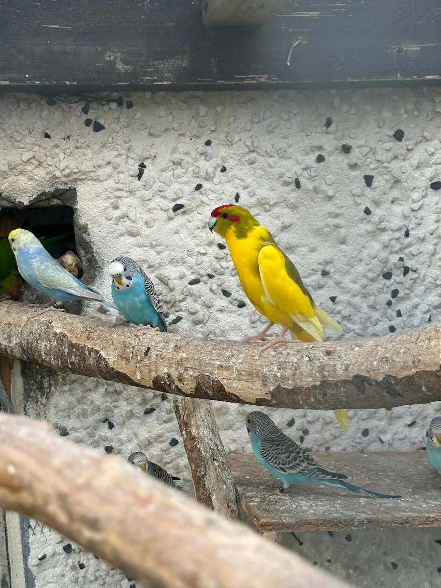 Quakers and kakarikis - Image 2