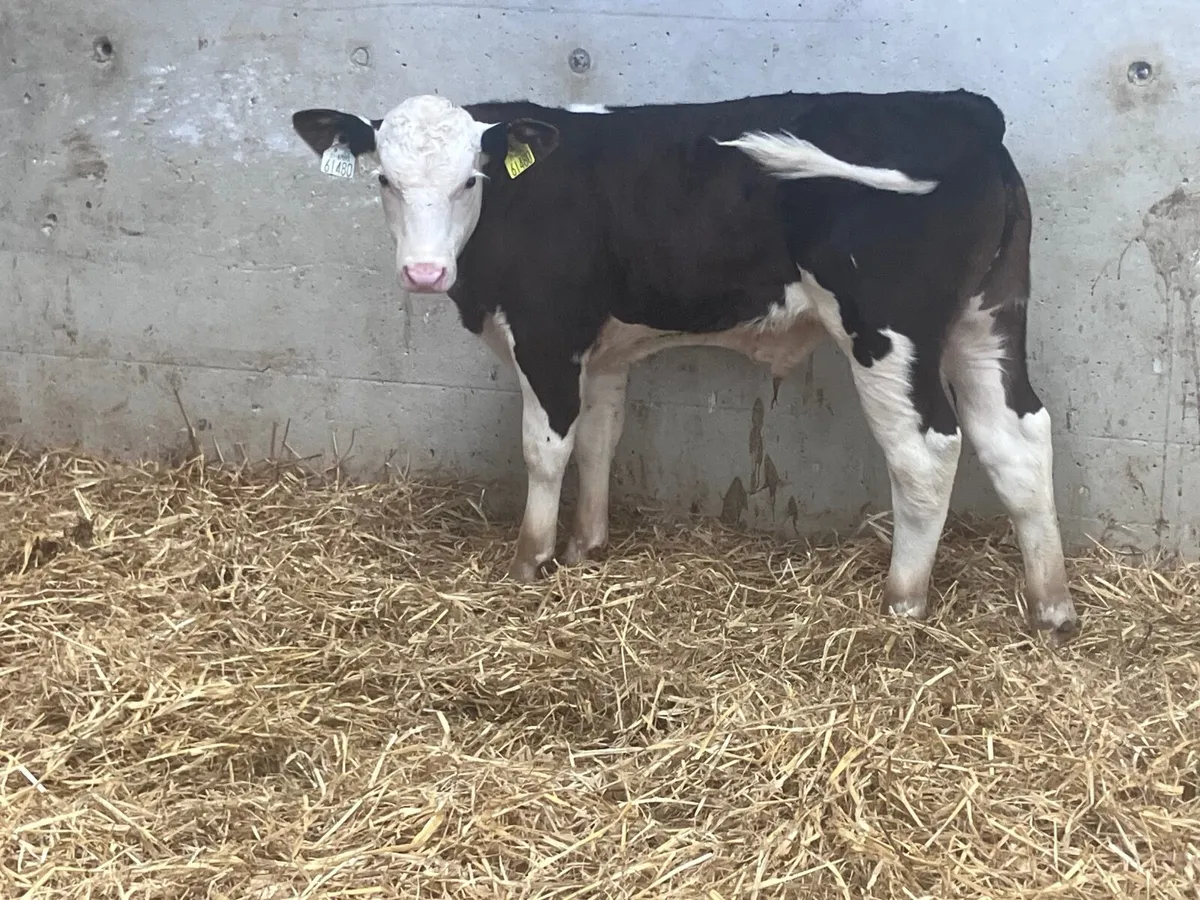 Outstanding Hereford bull calf for sale - Image 4