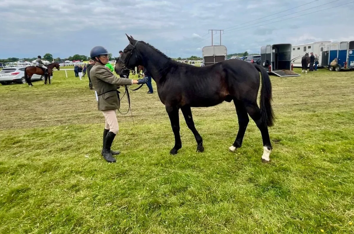 Irish Draught yearling colt - Image 1
