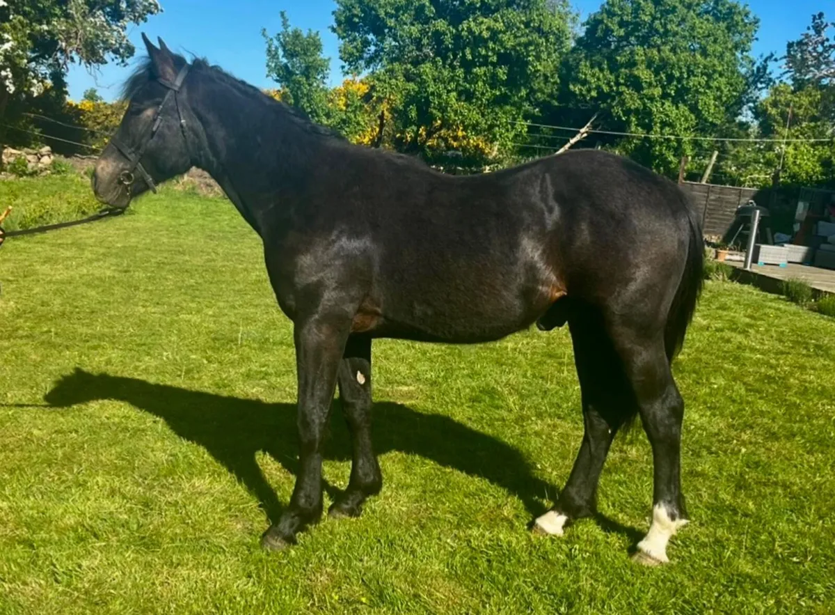 Irish Draught yearling colt - Image 3
