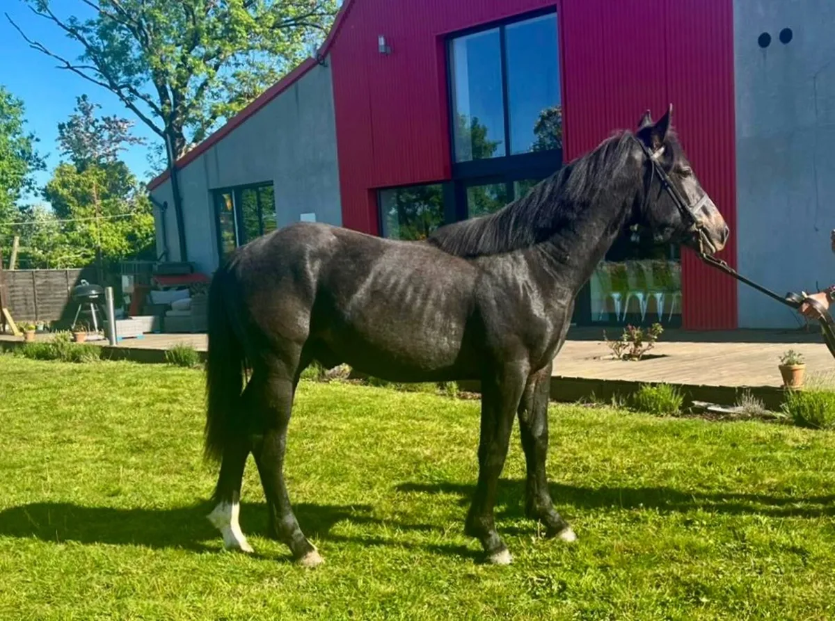 Irish Draught yearling colt - Image 4