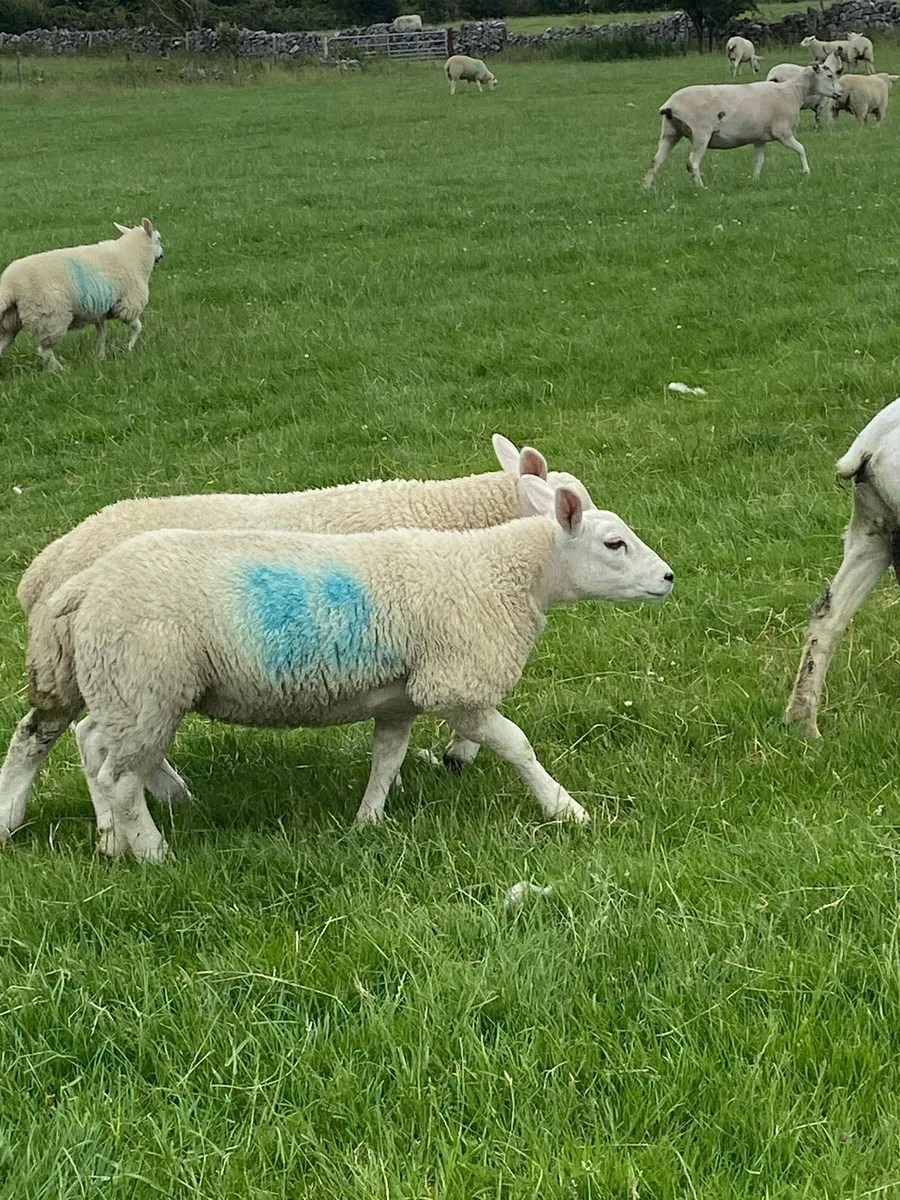 Ewe lambs - Image 2