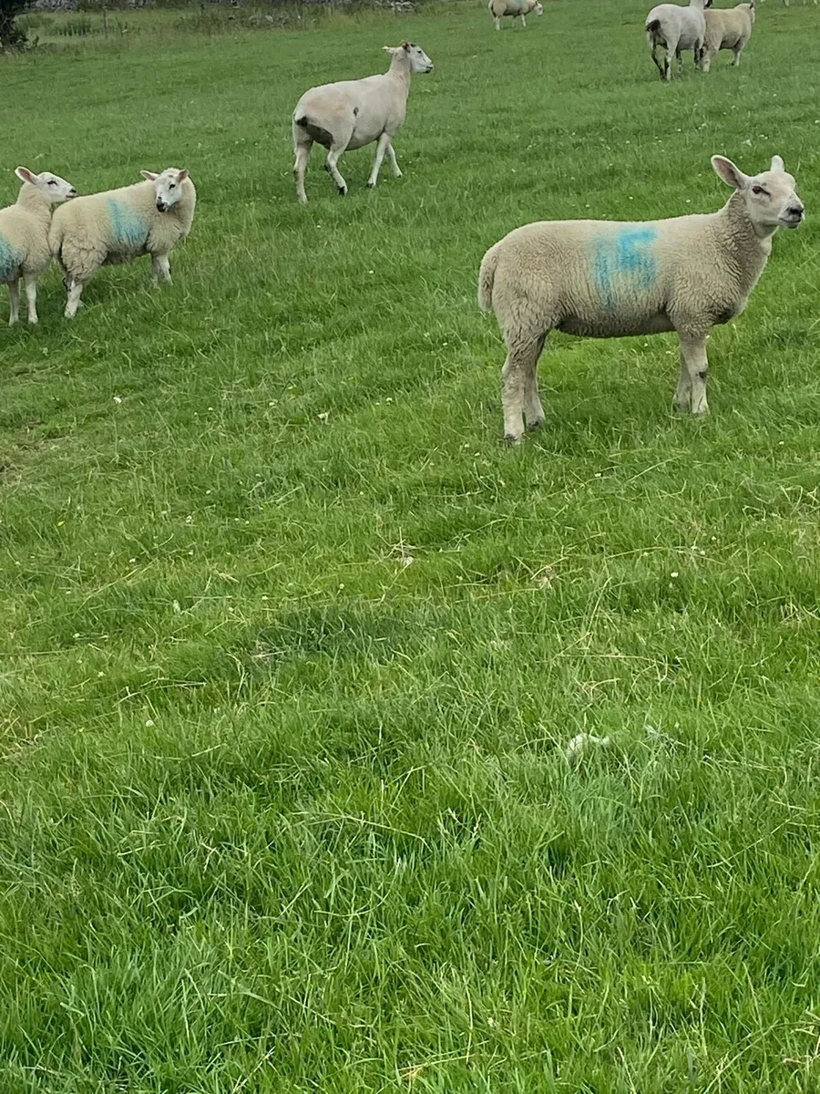 Ewe lambs - Image 3