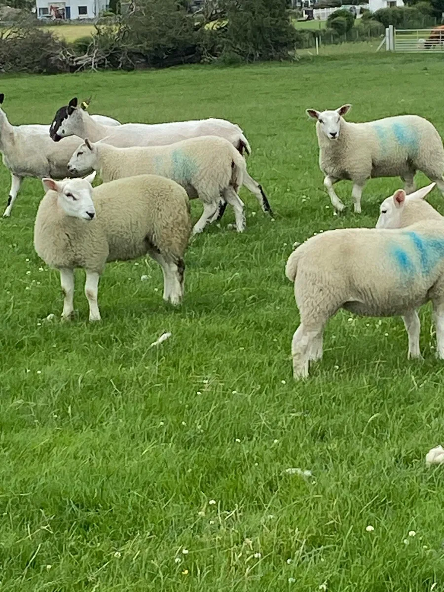 Ewe lambs - Image 4