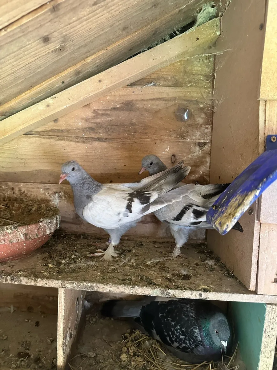 Takla pigeons - Image 4