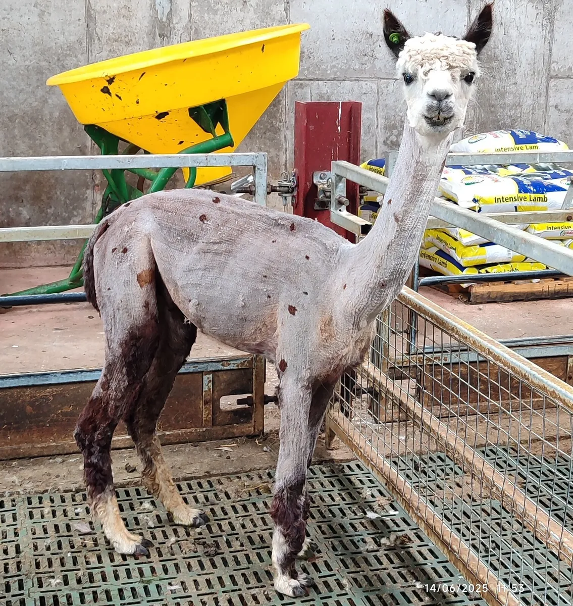 Alpaca - Image 3