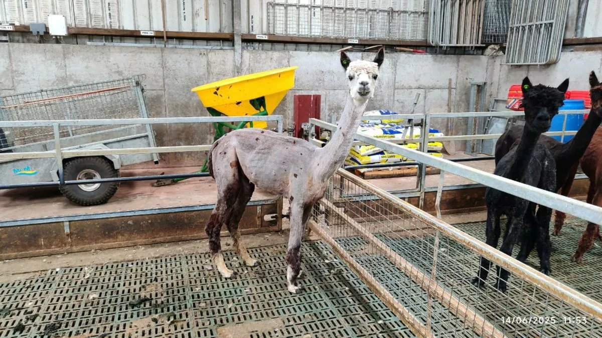 Alpaca - Image 4