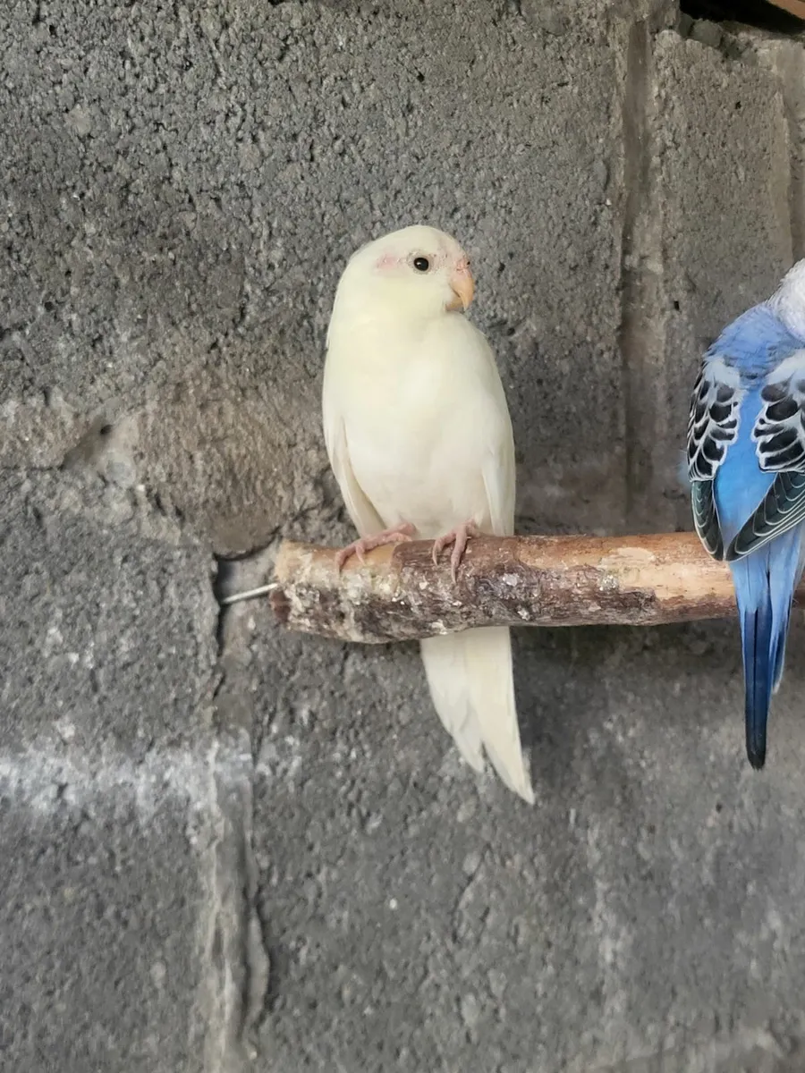 Quakers and kakarikis - Image 3