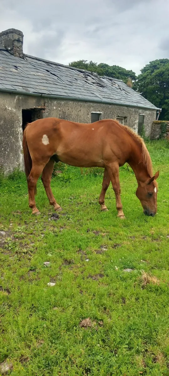 Horse - Image 2