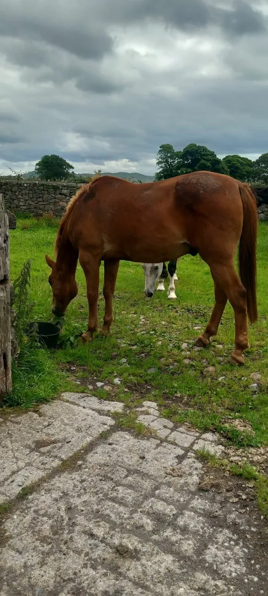 Horse - Image 3