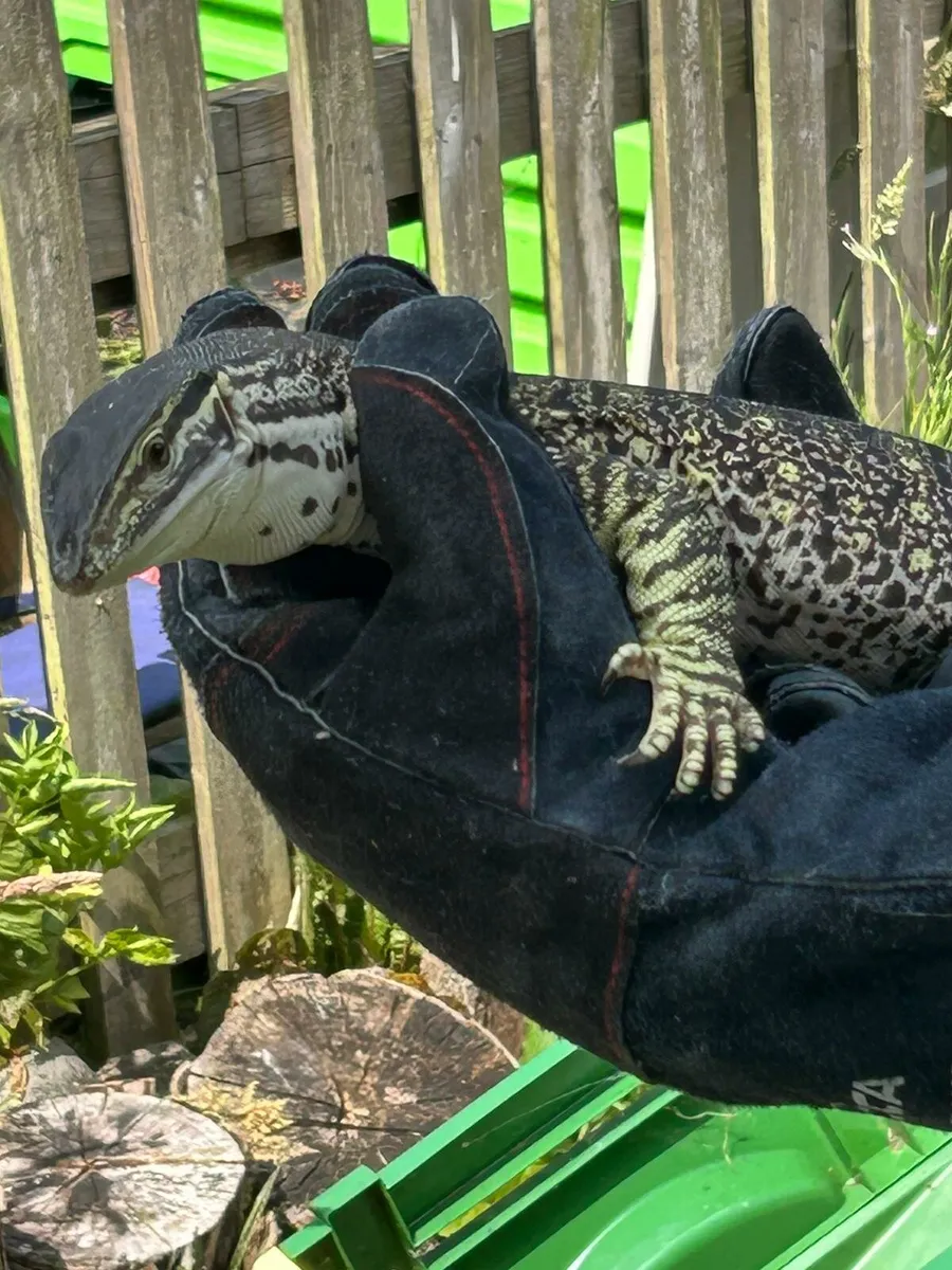 Argus Monitor - Image 1