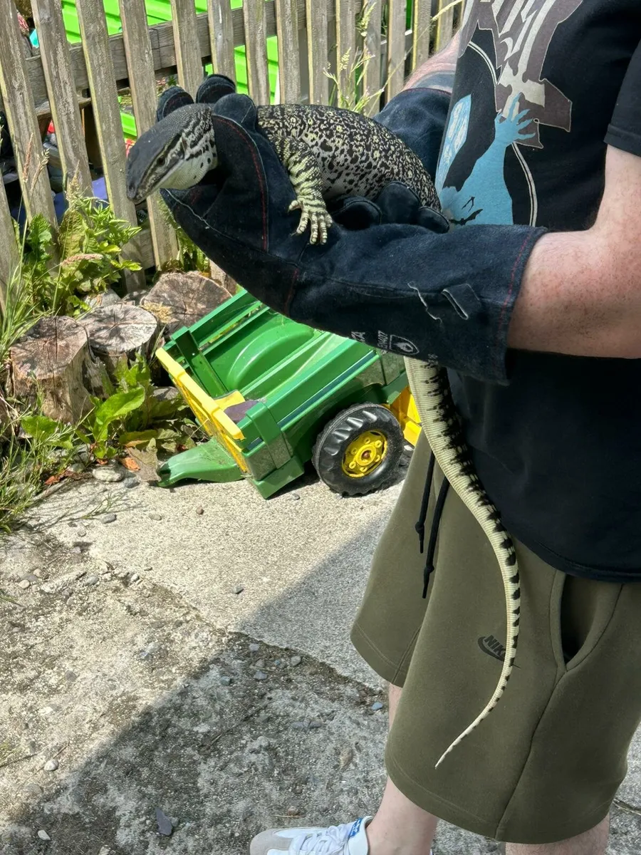 Argus Monitor - Image 2