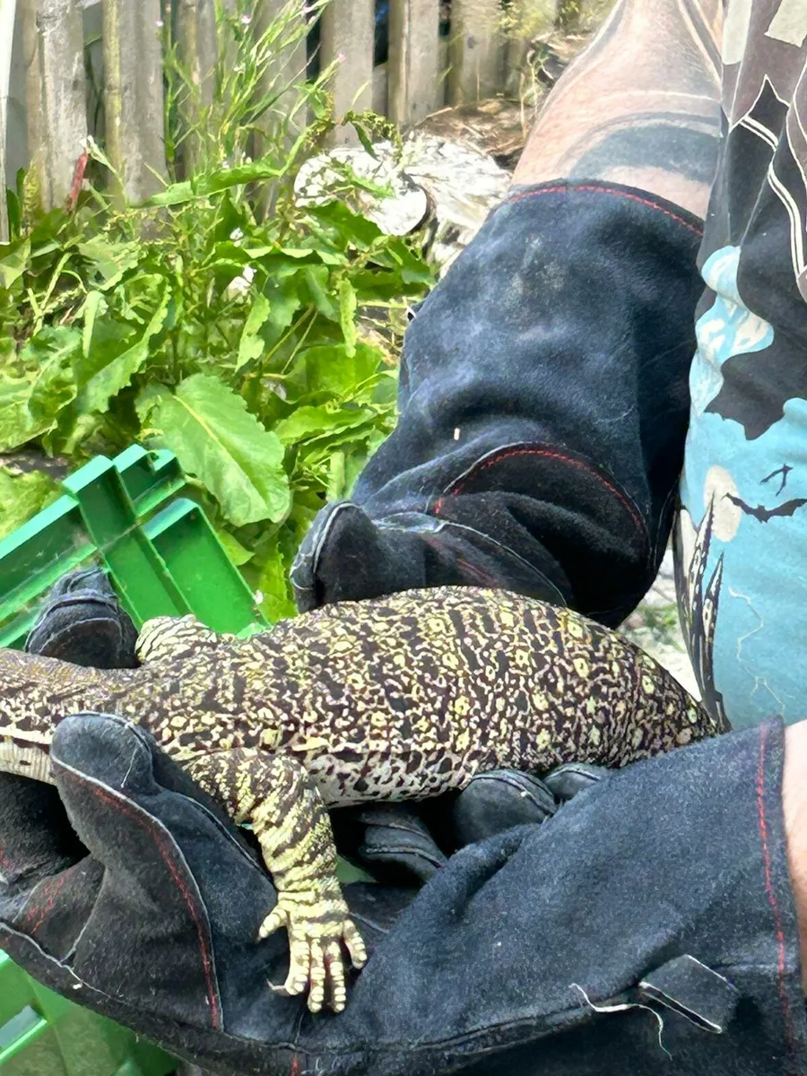 Argus Monitor - Image 3