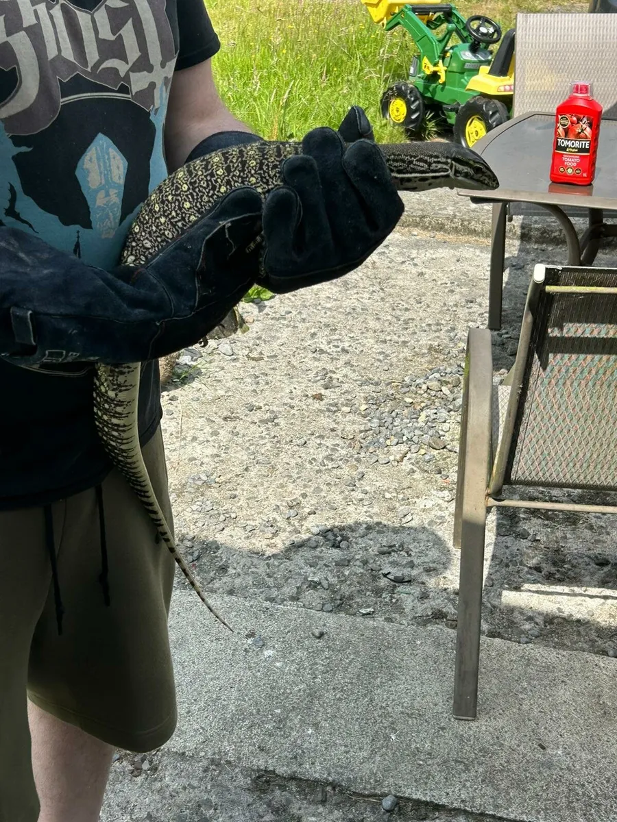 Argus Monitor - Image 4