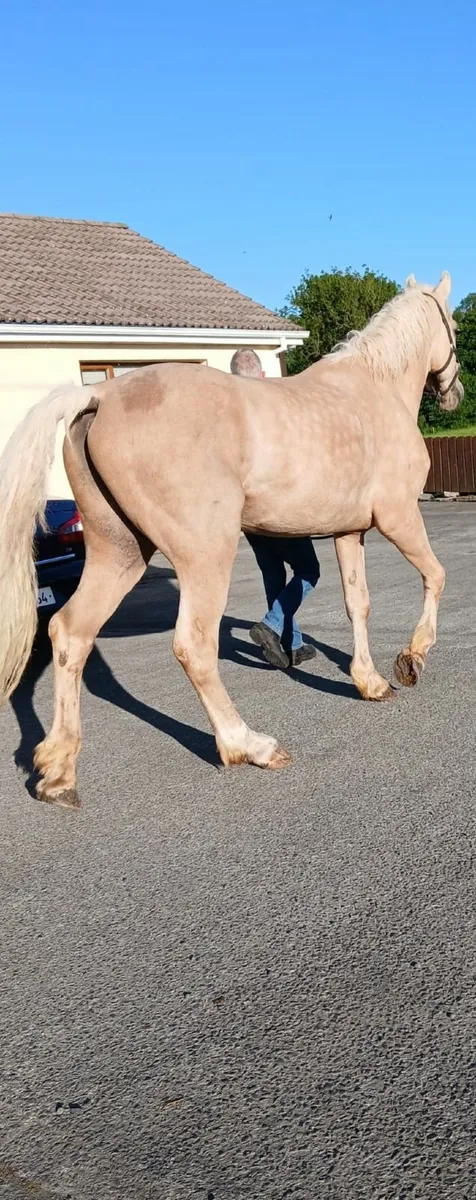 For Stud 16hh Palomino - Image 4