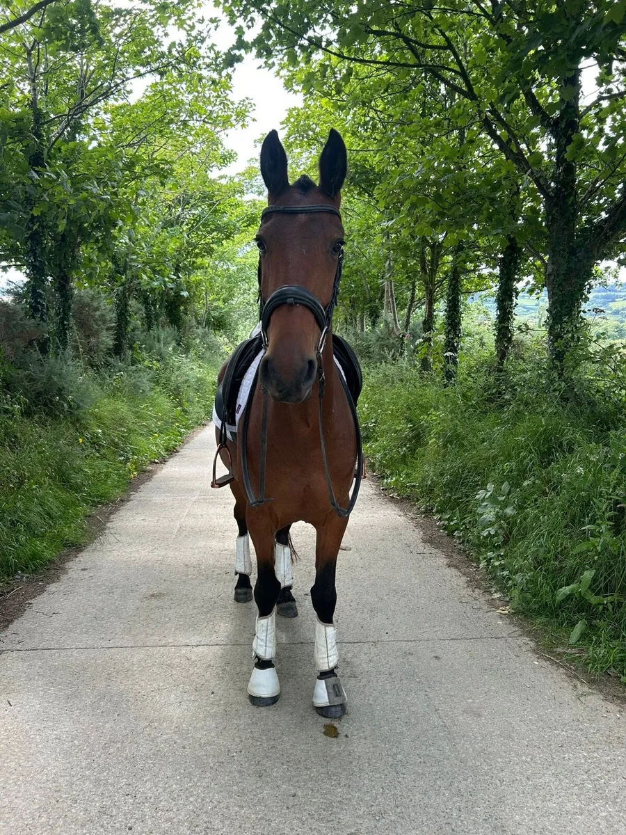 Lot 148 gorsebridge 2nd July - Image 1