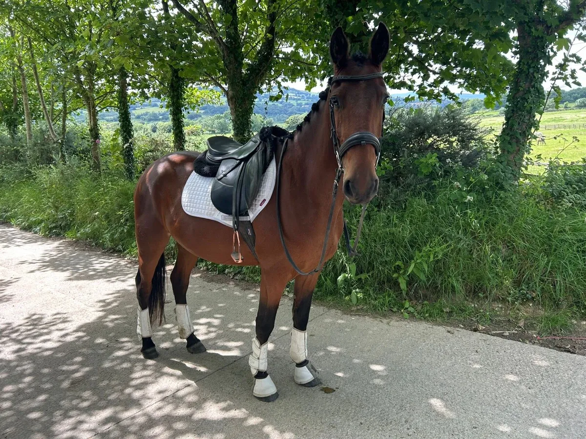 Lot 148 gorsebridge 2nd July - Image 2