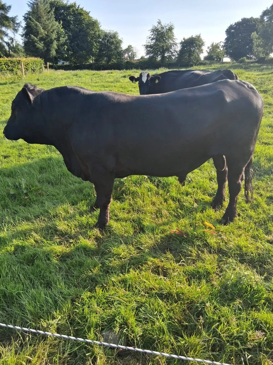 Angus Bull - Image 1