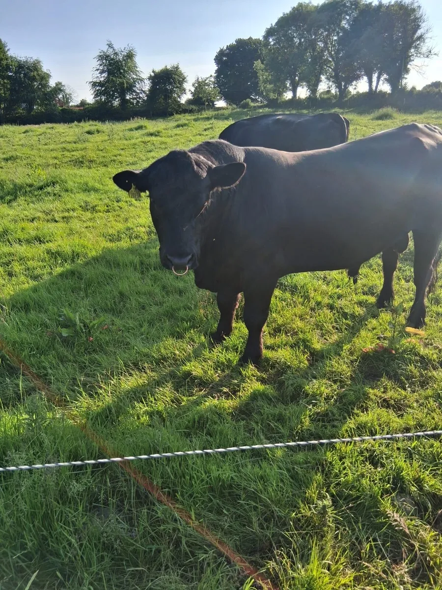 Angus Bull - Image 2