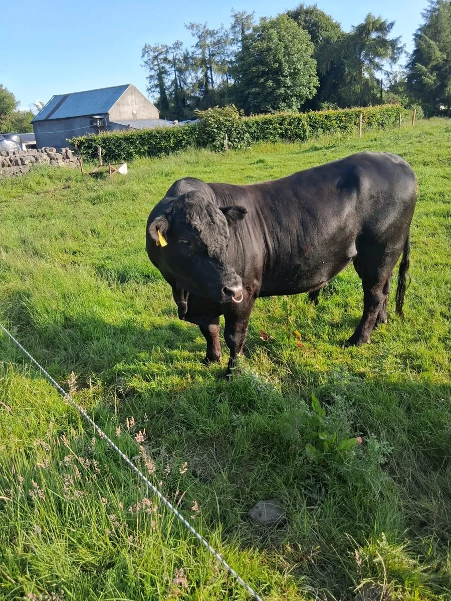 Angus Bull - Image 3