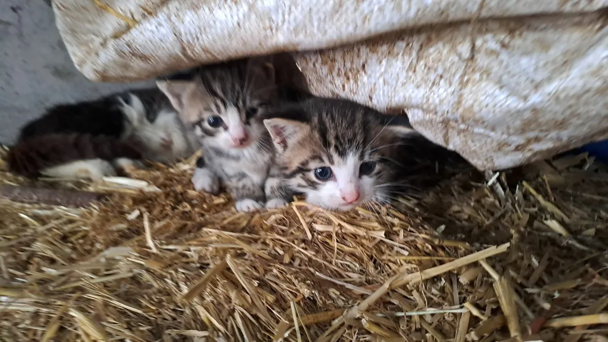Tiger Kittens - Image 2
