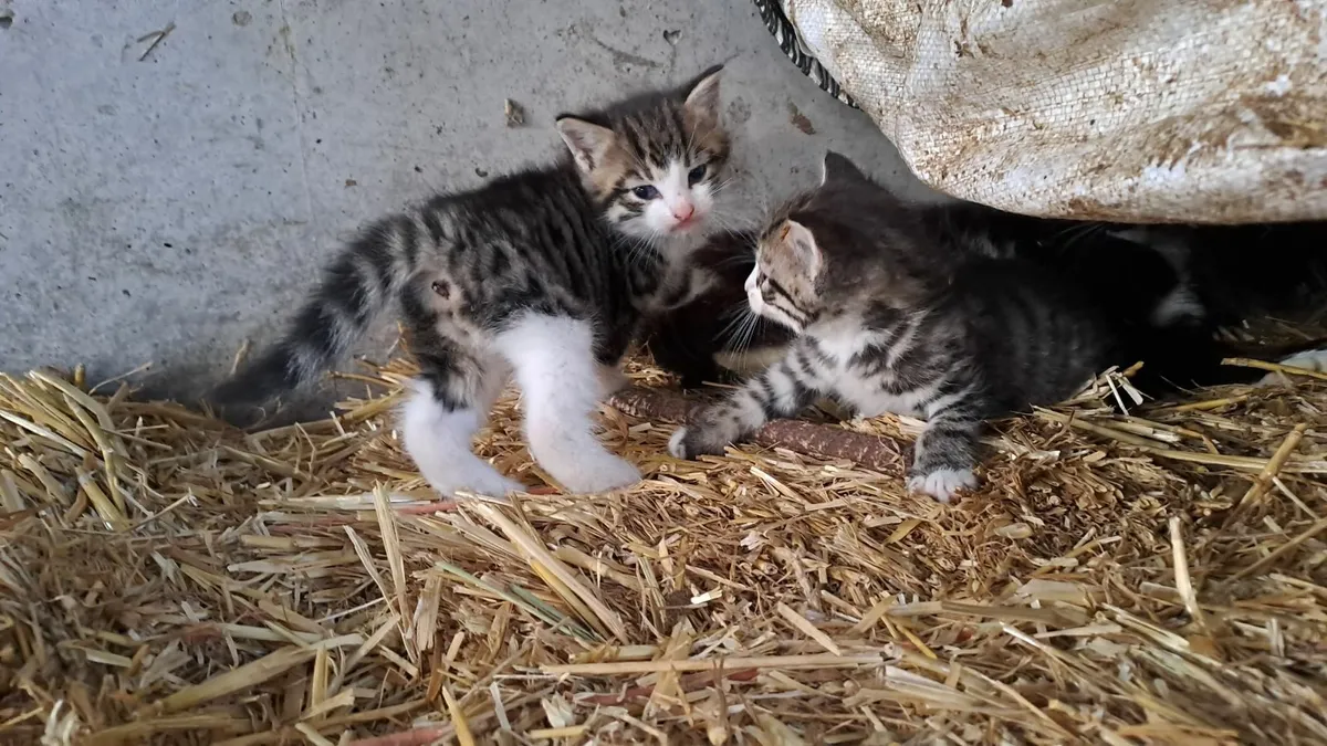 Tiger Kittens - Image 3