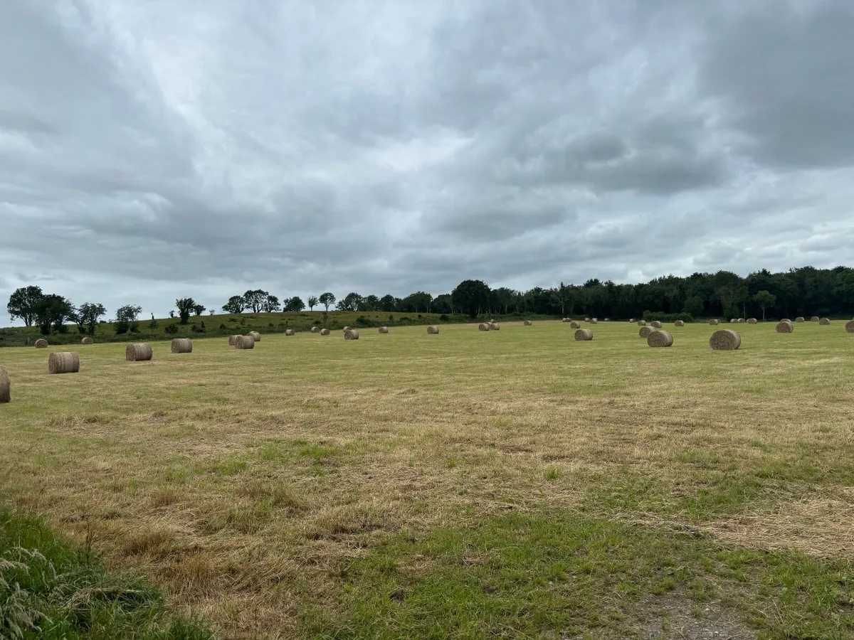 Hay - Image 1