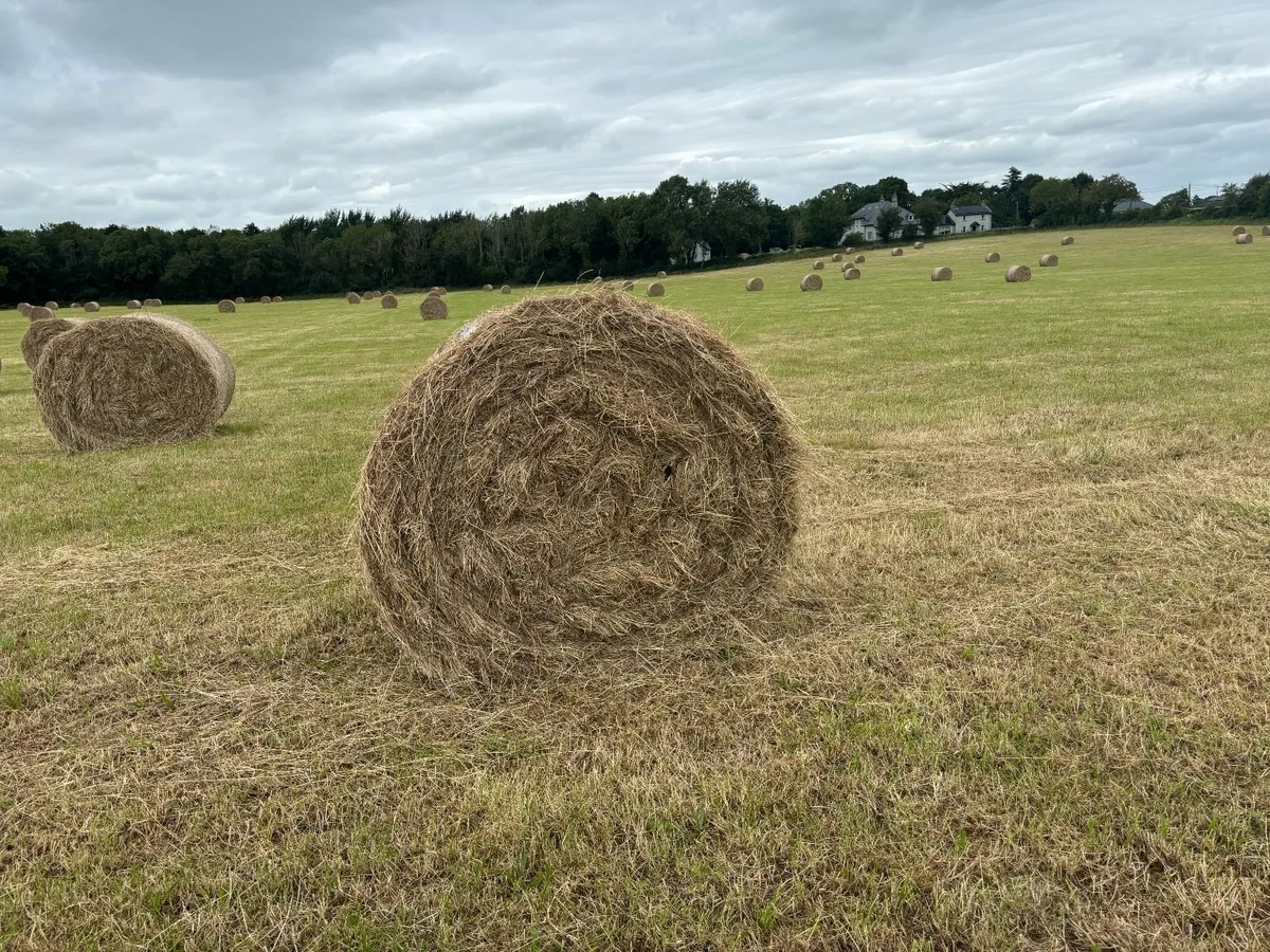 Hay - Image 2