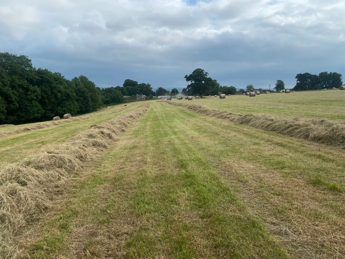 Organic hay
