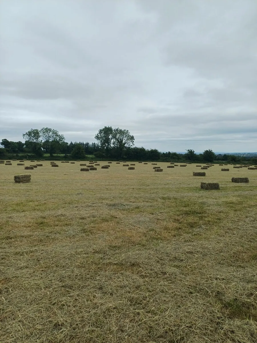 Square Hay bales - Image 2