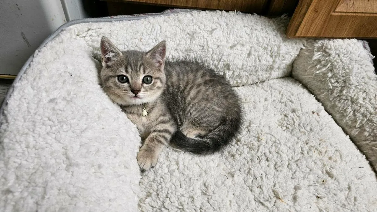 British shorthair/Russian Blue Kittens - Image 1