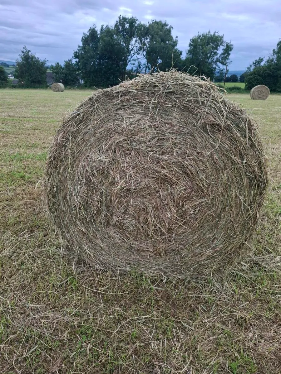 First crop horse hay - Image 1