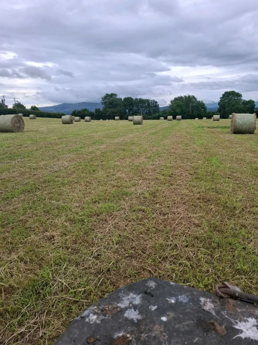 First crop horse hay - Image 2