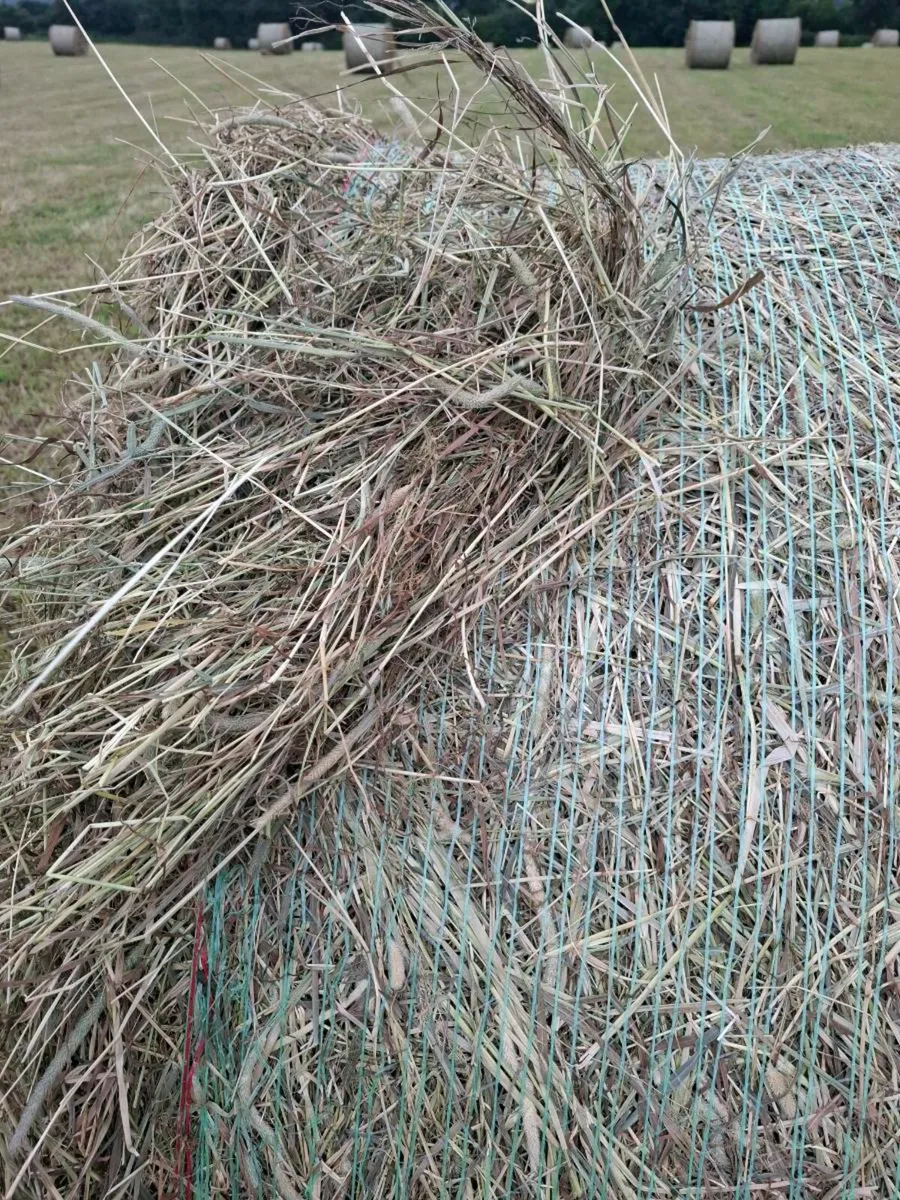 First crop horse hay - Image 3