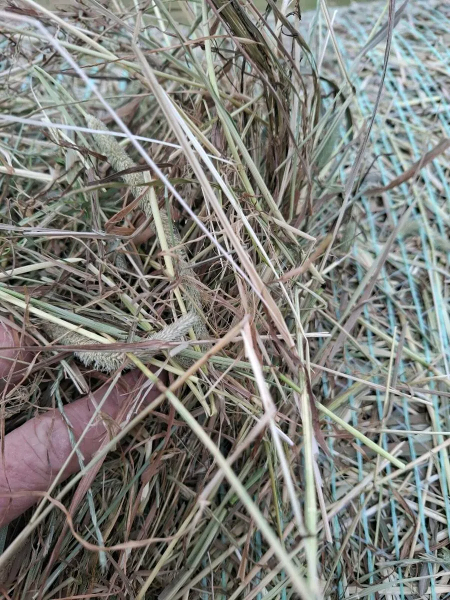 First crop horse hay - Image 4
