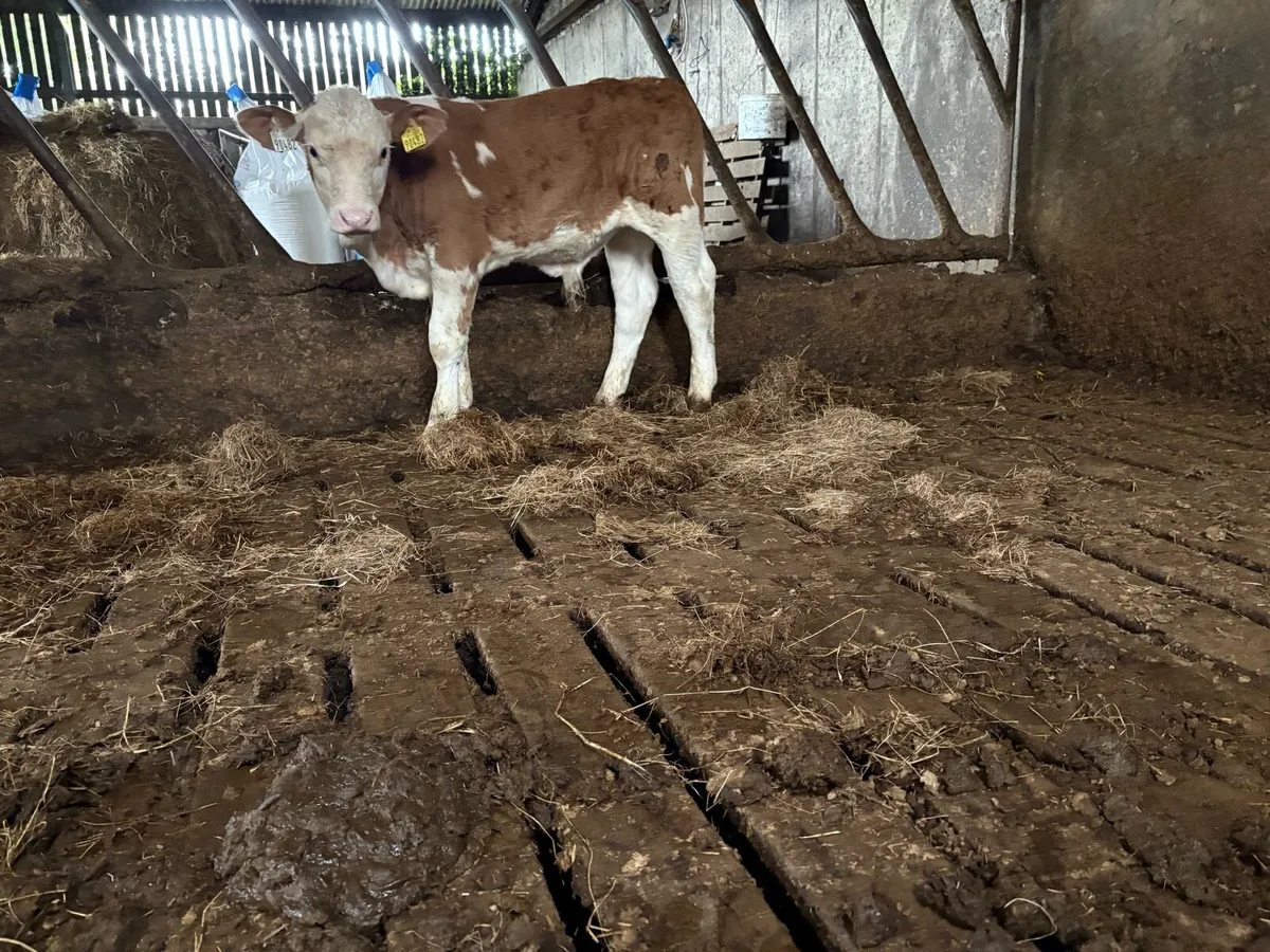 Simmental bull runner - Image 1