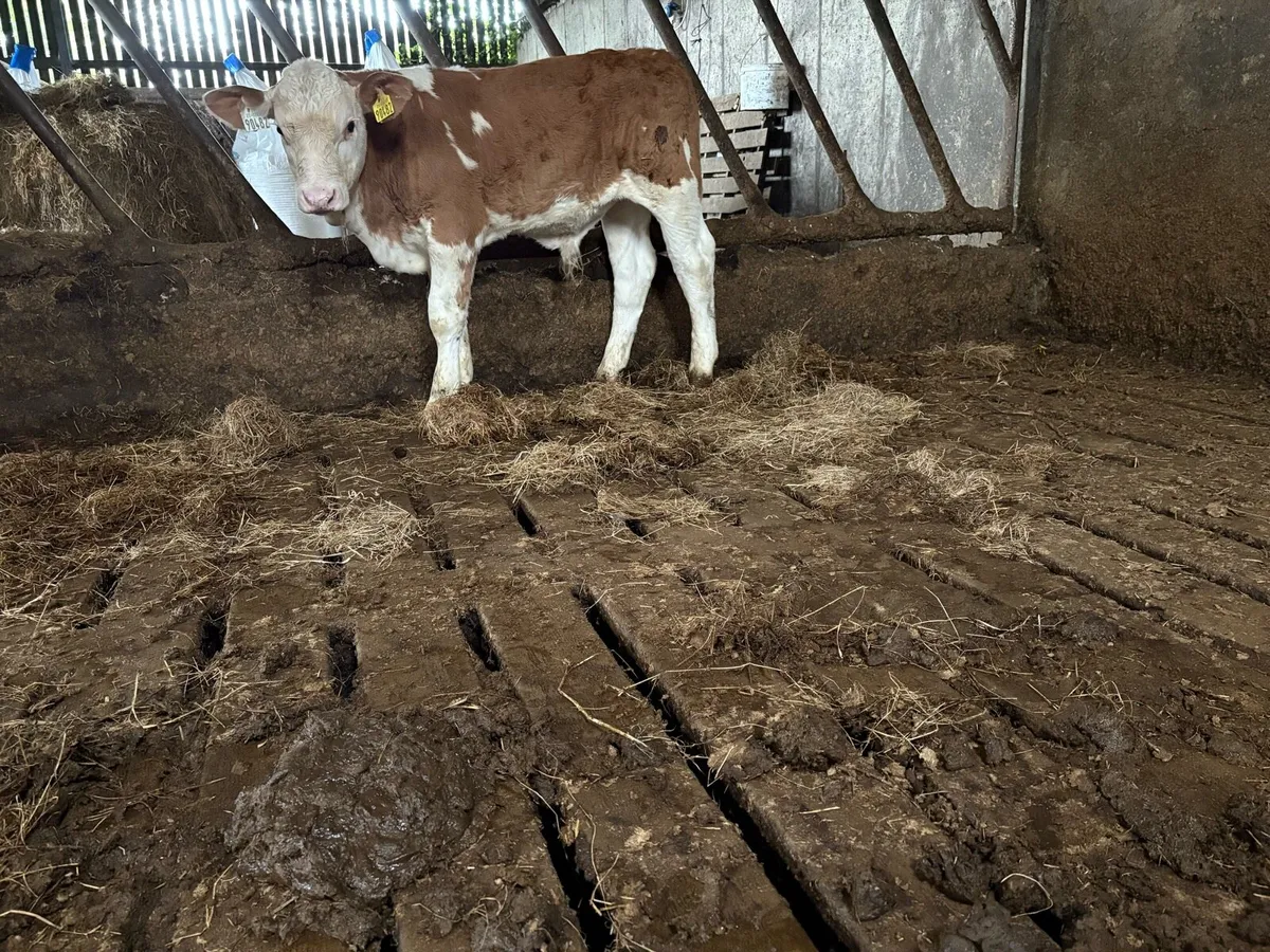 Simmental bull runner - Image 2
