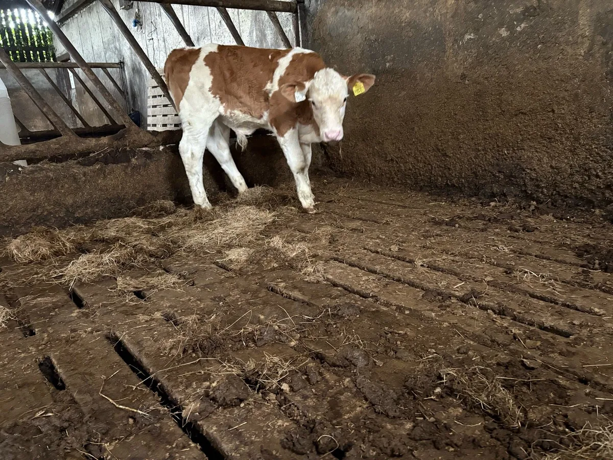 Simmental bull runner - Image 3