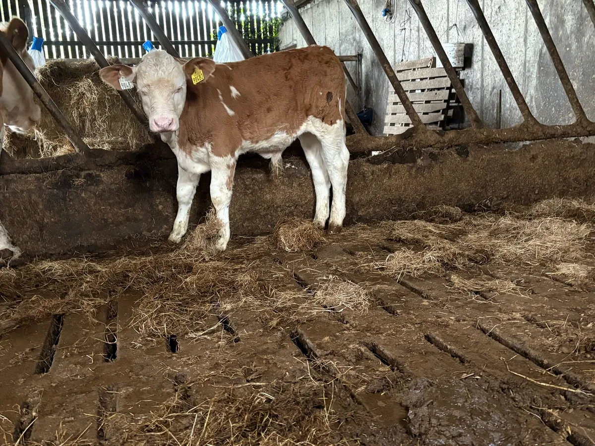 Simmental bull runner - Image 4