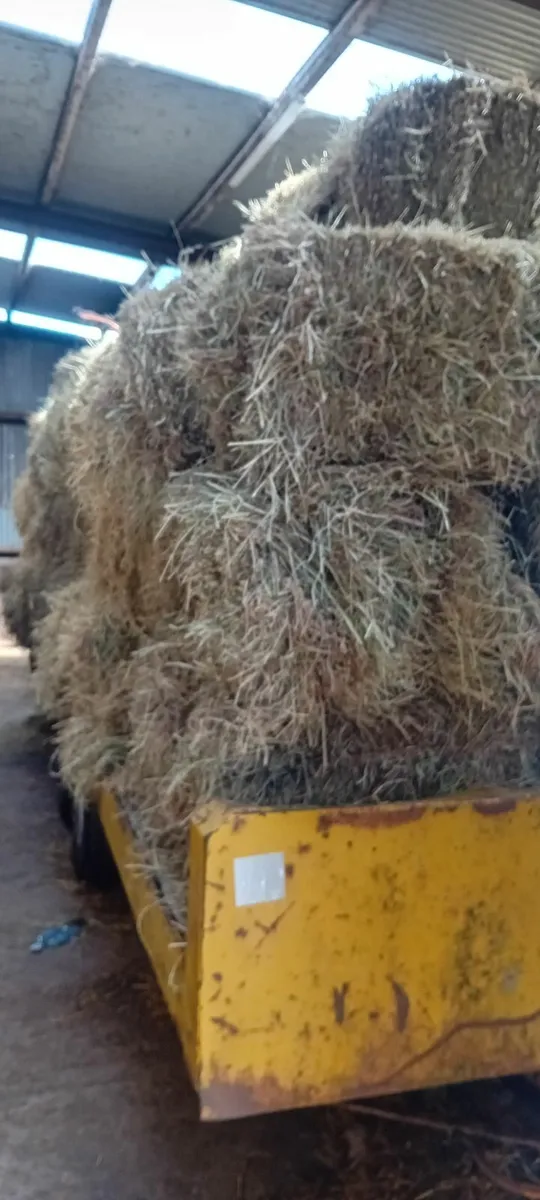 Hay - Image 1