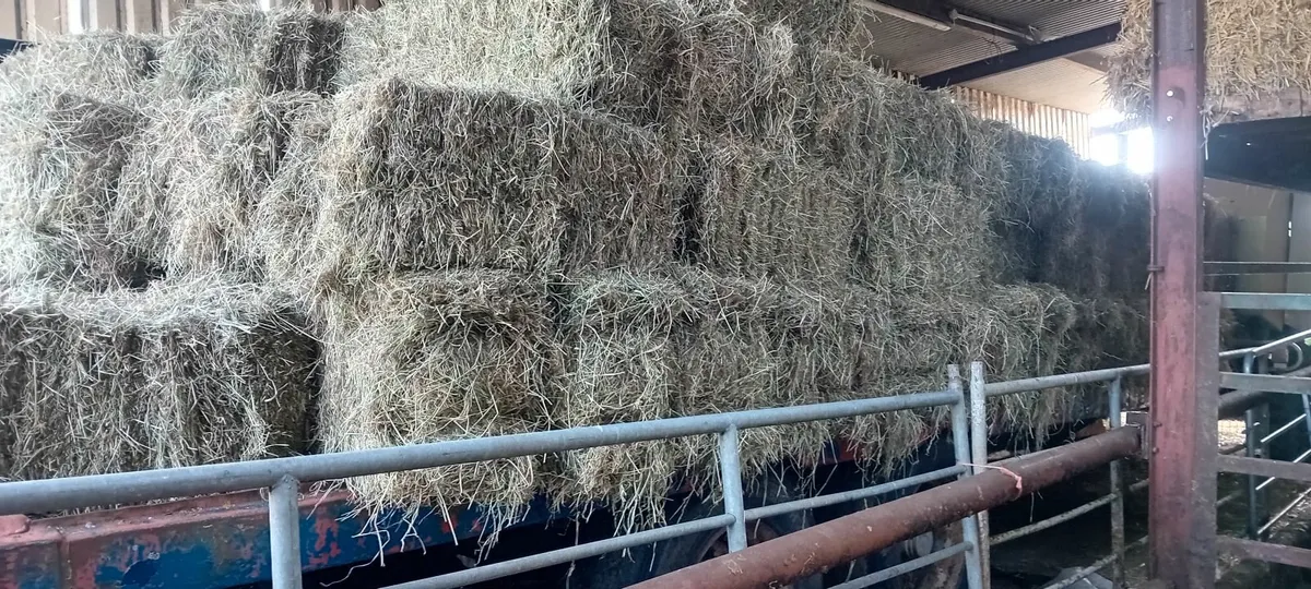 Hay - Image 2