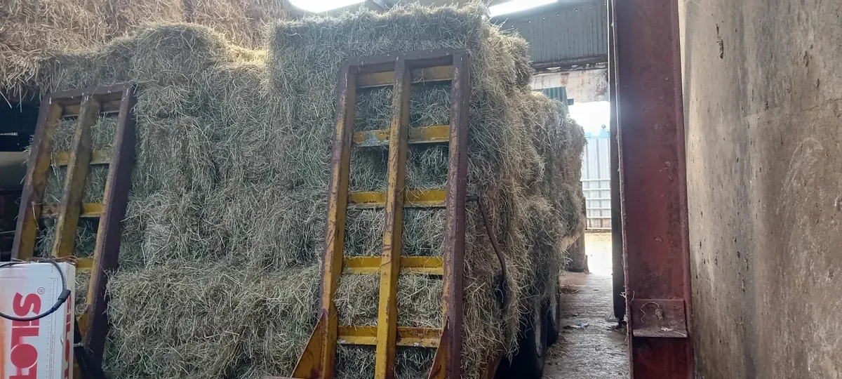 Hay - Image 3
