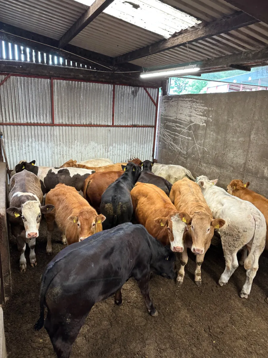 Lim Charolais and Simmental bullocks - Image 1